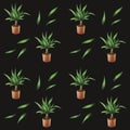 Home plant Yucca pattern
